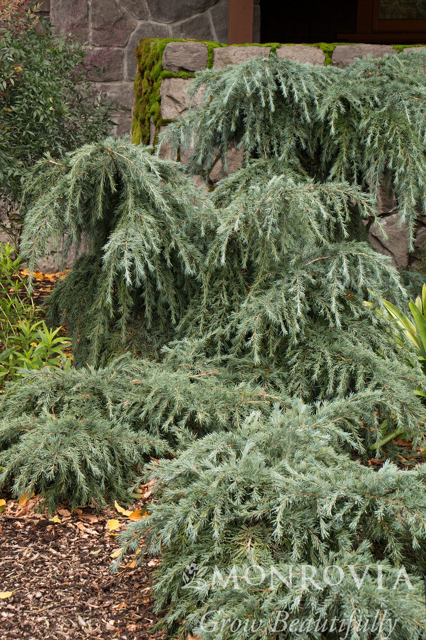 Feelin' Blue Deodar Cedar - Thumbnail 3