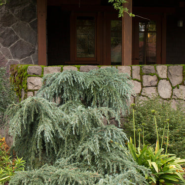 Feelin' Blue Deodar Cedar - Monrovia