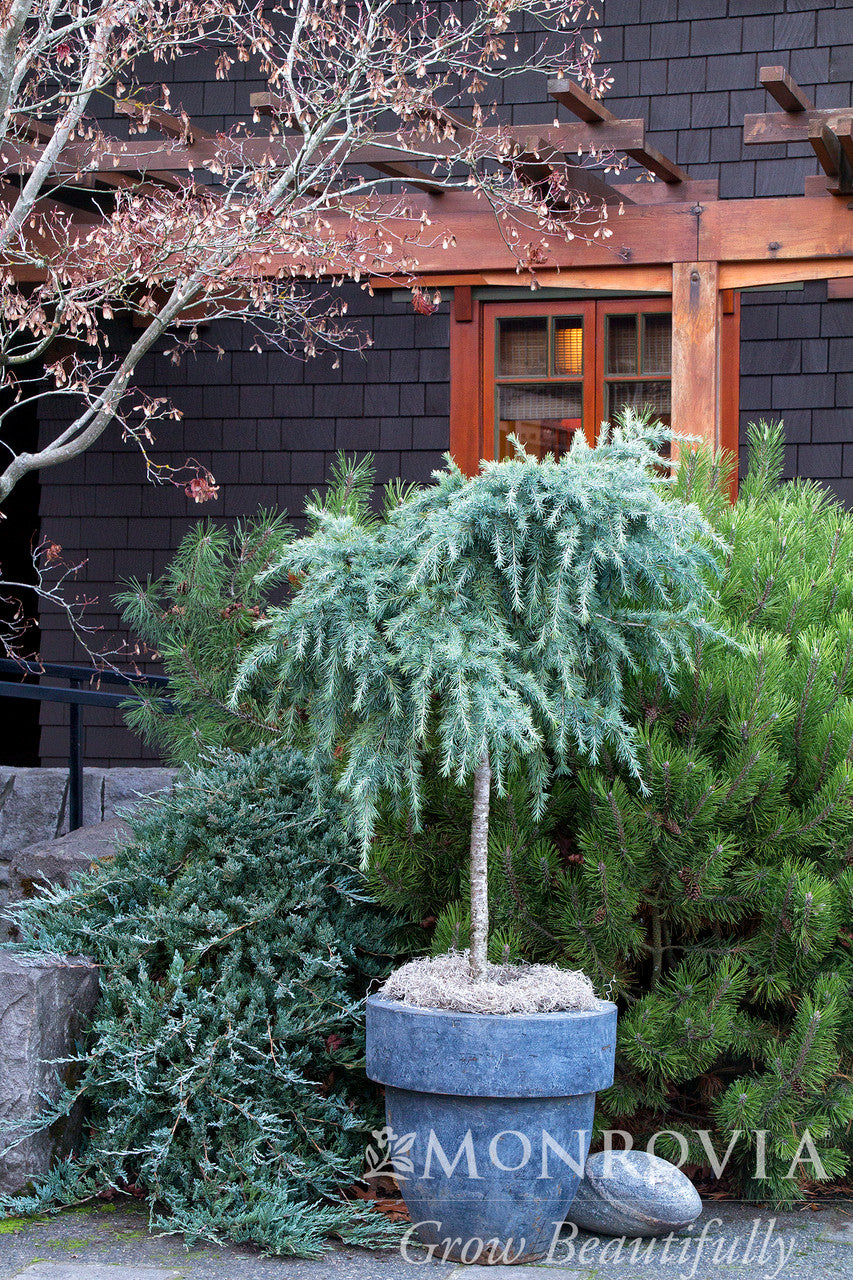 Feelin' Blue Deodar Cedar - Thumbnail 2