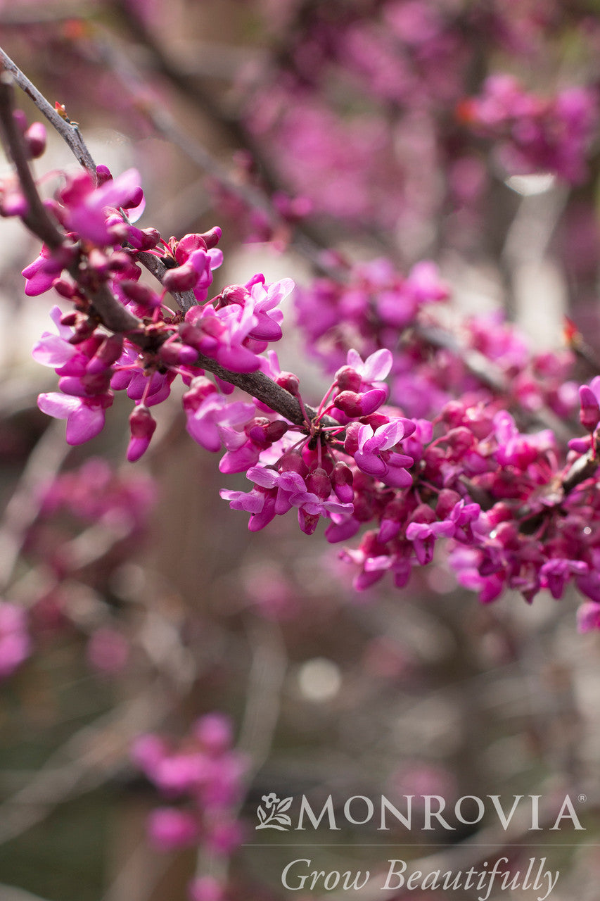 Forest Pansy Redbud - Thumbnail 5