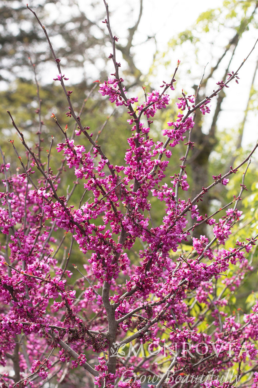 Forest Pansy Redbud - Thumbnail 4