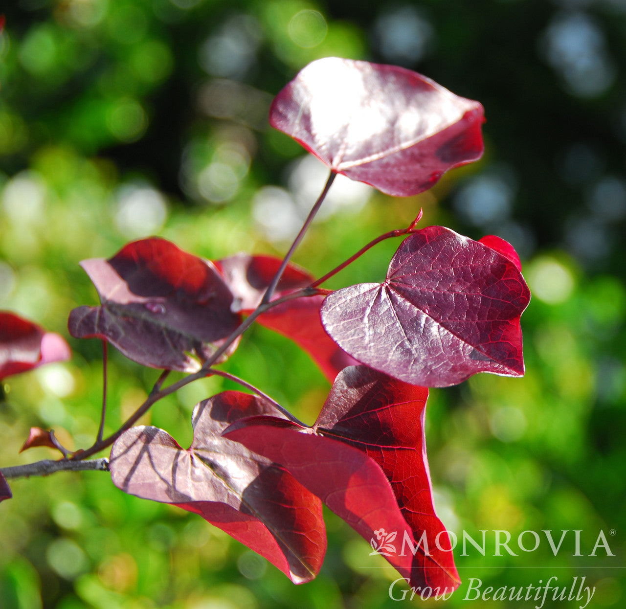 Forest Pansy Redbud - Thumbnail 2