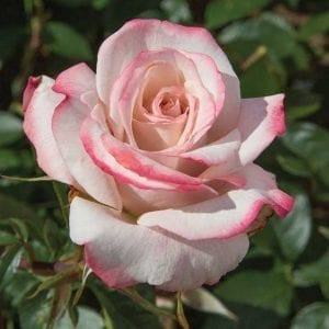 Pinkerbell Rose