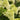 Limelight Hardy Hydrangea - Monrovia