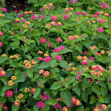 Teenie Genie® Compact Lantana - Monrovia