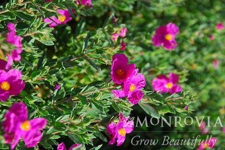 Cistus x purpureus 'Sunset' Magenta Rock Rose - Thumbnail 5