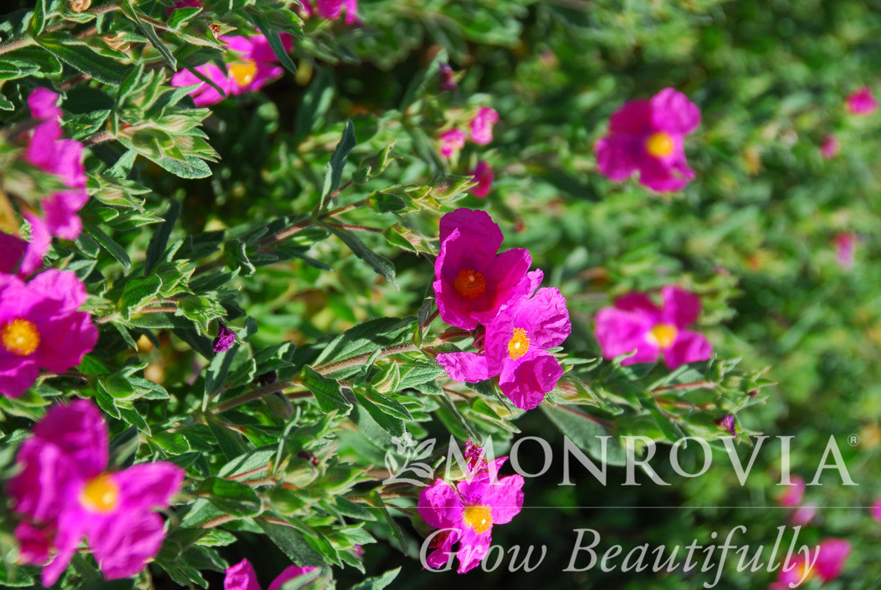 Cistus x purpureus 'Sunset' Magenta Rock Rose