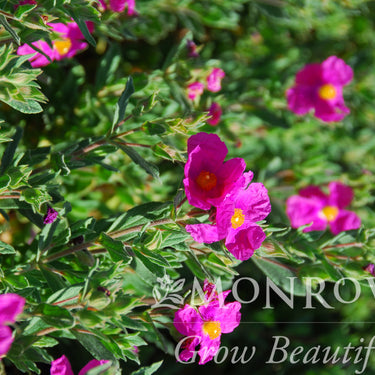 Magenta Rock Rose - Monrovia