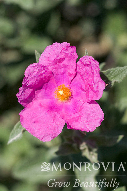 Cistus x purpureus 'Sunset' Magenta Rock Rose - Thumbnail 2