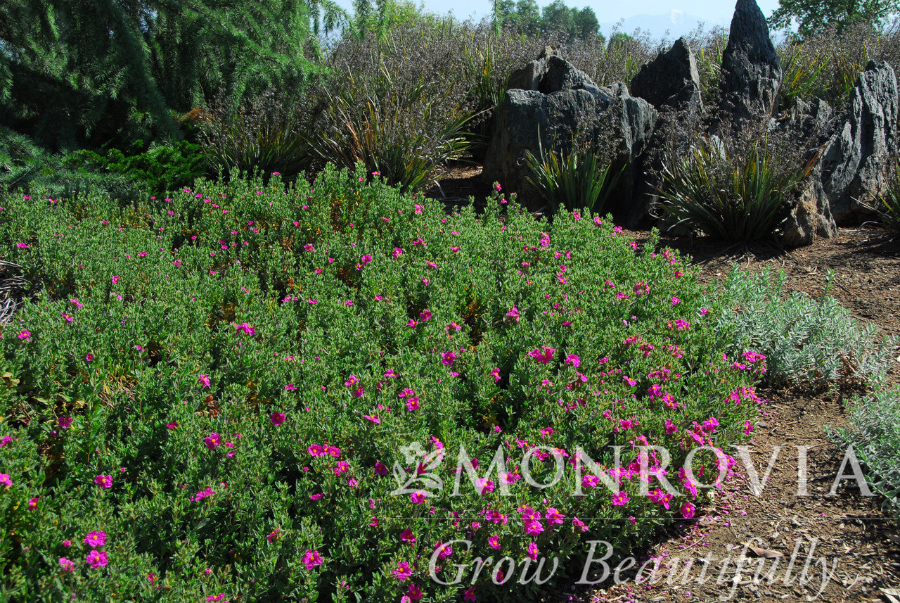 Cistus x purpureus 'Sunset' Magenta Rock Rose - Thumbnail 4