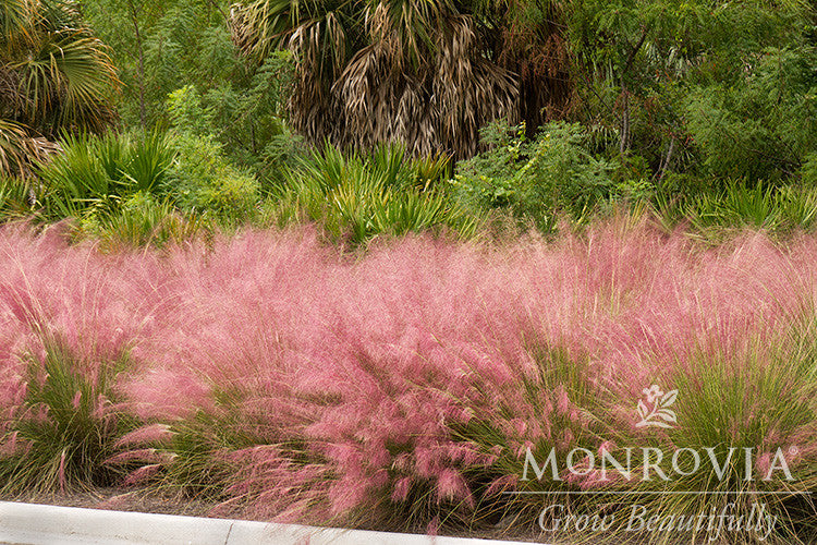 Monrovia Regal Mist Muhly Grass