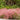 Regal Mist® Pink Muhly Grass - Monrovia