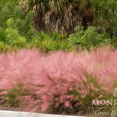 Regal Mist® Pink Muhly Grass - Monrovia