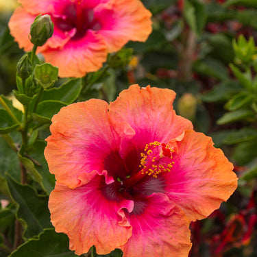 Erin Rachel Hibiscus - Monrovia