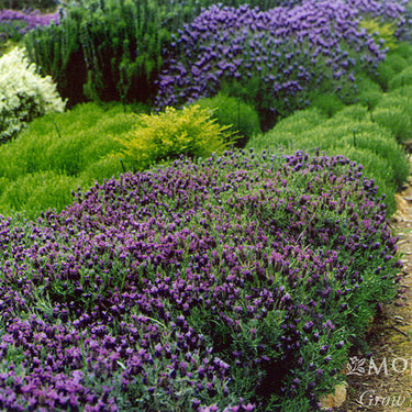 Winter Bee Spanish Lavender - Monrovia