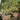 Torbay Dazzler Cordyline - Monrovia