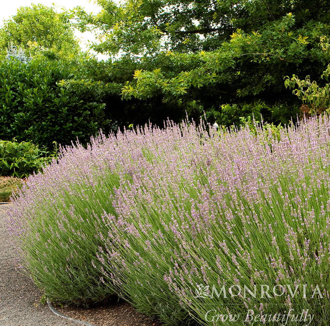 Provence French Lavender