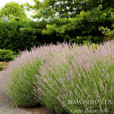 Provence French Lavender - Monrovia