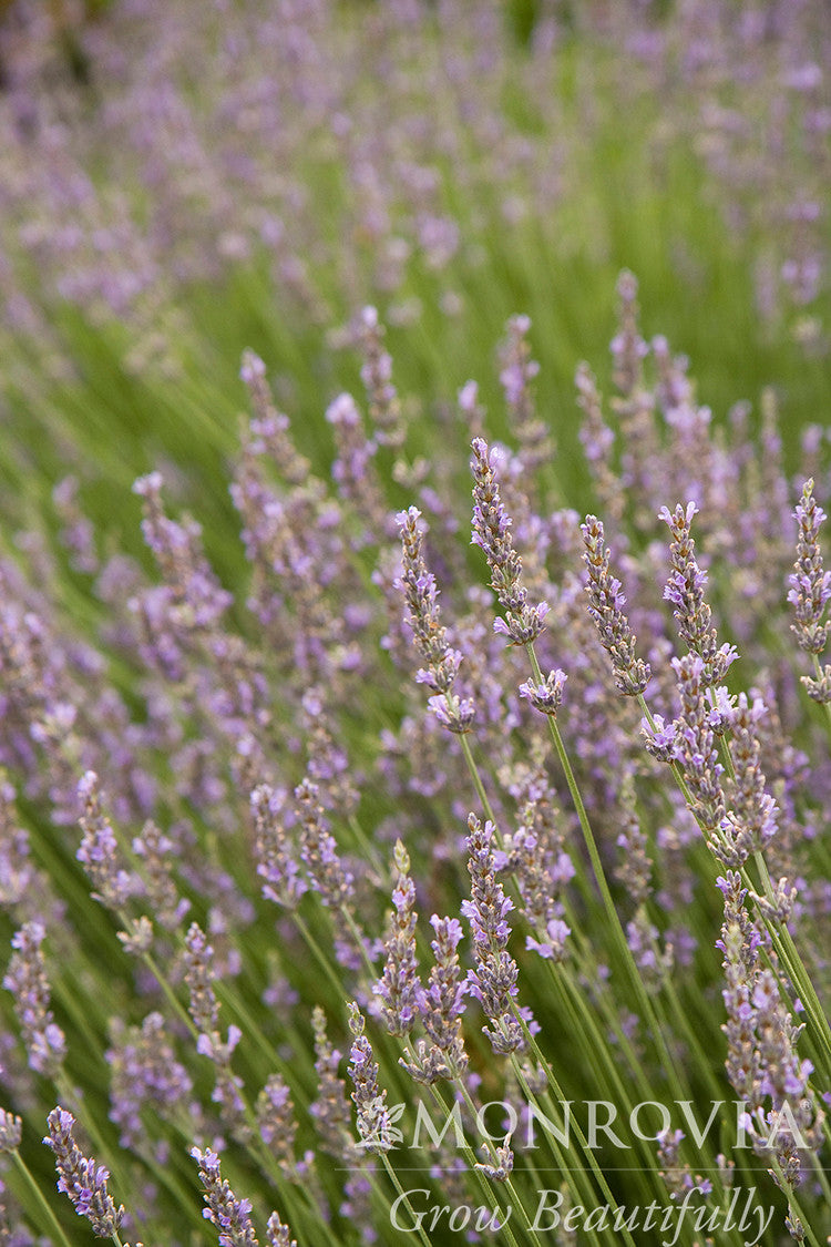 Provence French Lavender - Thumbnail 3
