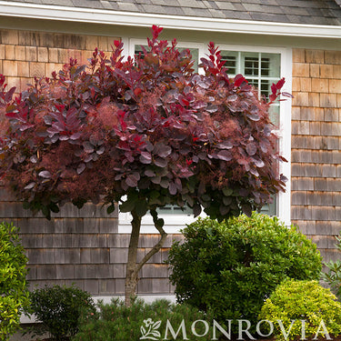Royal Purple Smoke Tree - Monrovia