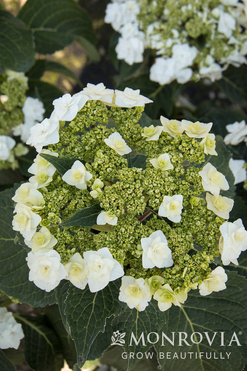 Double Delights Wedding Gown Hydrangea