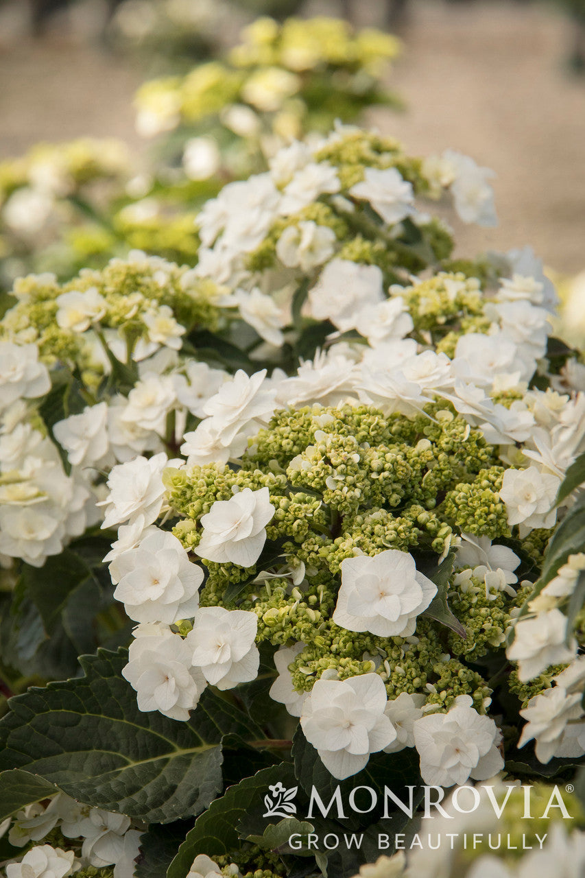 Double Delights Wedding Gown Hydrangea - Thumbnail 2