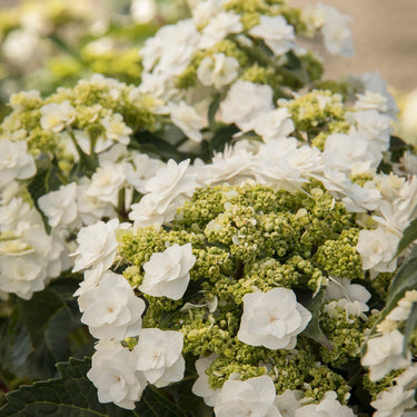 Double Delights Wedding Gown Hydrangea - Monrovia
