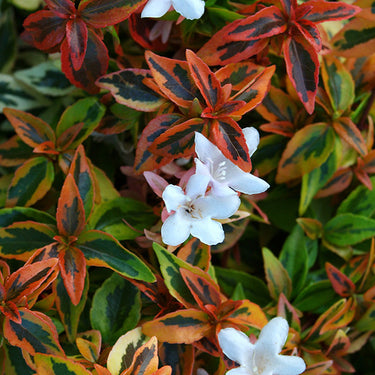 Kaleidoscope Abelia - Monrovia