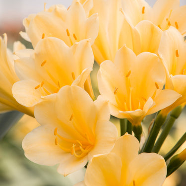 Belgian Hybrid Yellow Clivia - Monrovia