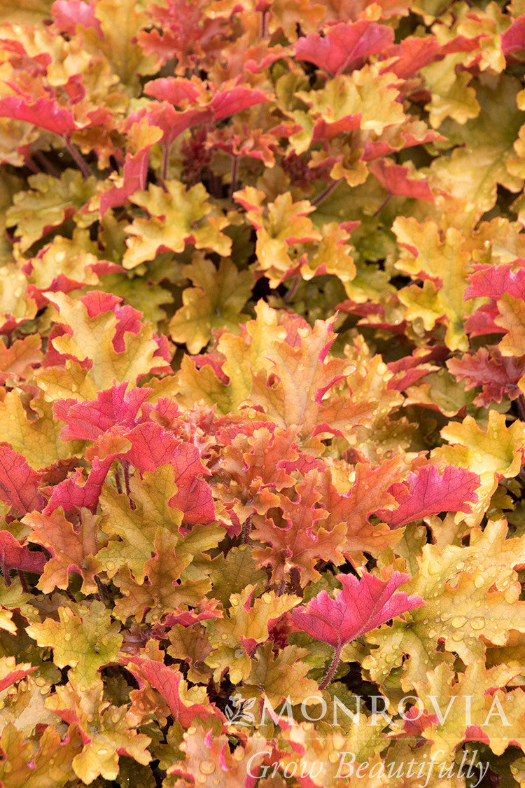Marmalade Heuchera - Thumbnail 3