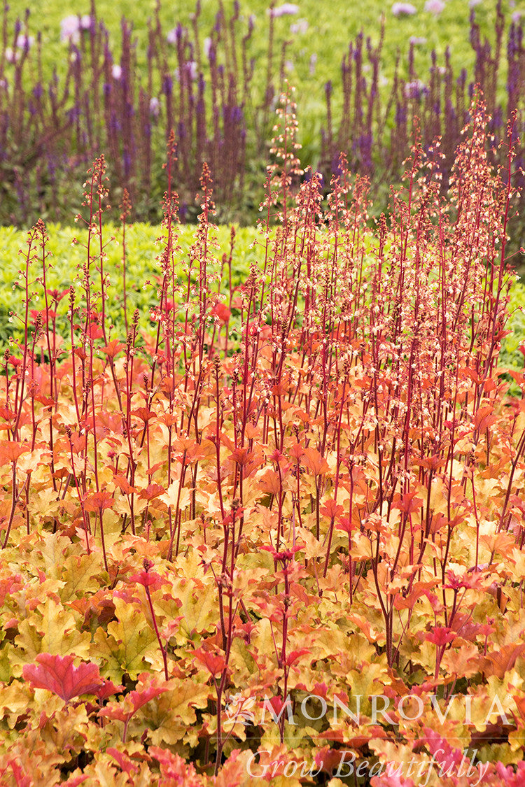 Marmalade Heuchera - Thumbnail 5