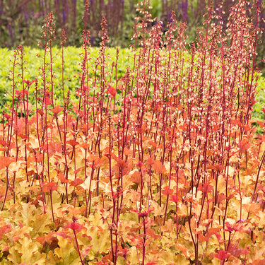 Marmalade Heuchera - Monrovia