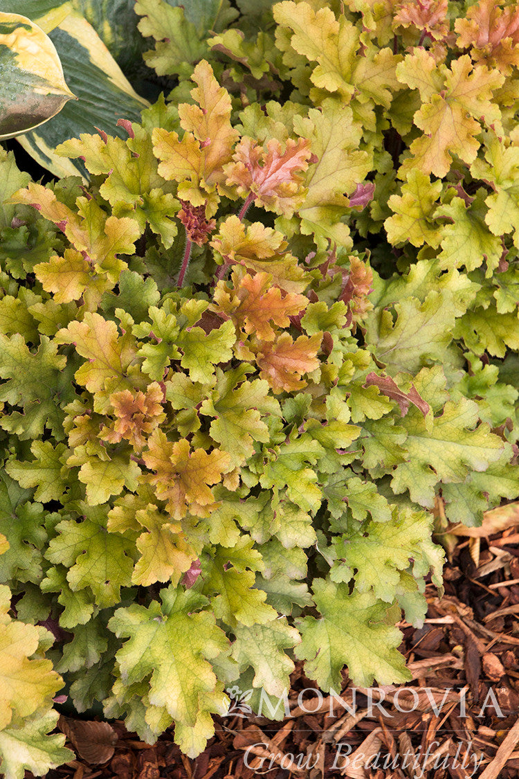 Marmalade Heuchera - Thumbnail 4