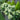 Little Lime® Hardy Hydrangea - Monrovia