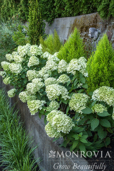 Little Lime® Hardy Hydrangea - Monrovia – Armstrong Garden Centers