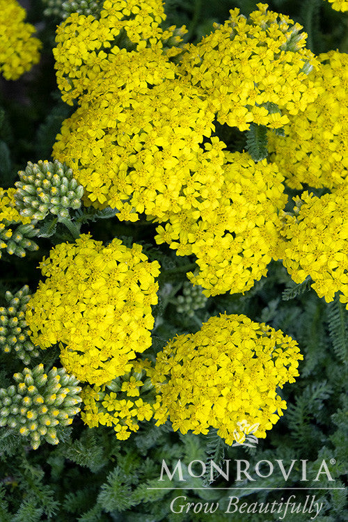 Desert Eve Yellow Yarrow - Thumbnail 2