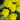 Desert Eve Yellow Yarrow - Monrovia