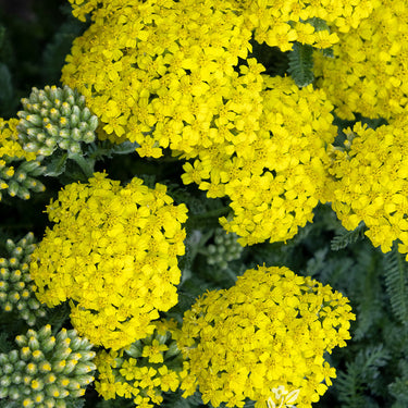Desert Eve Yellow Yarrow - Monrovia