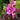 Petite Butterflies Sweet Pea Shrub - Monrovia