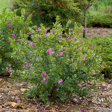 Petite Butterflies Sweet Pea Shrub - Monrovia