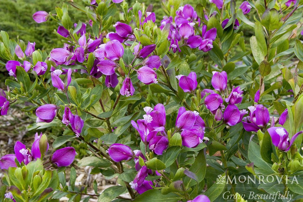 Polygala Petite Butterflies - Thumbnail 2