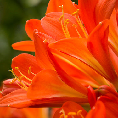 Belgian Hybrid Orange Clivia - Monrovia