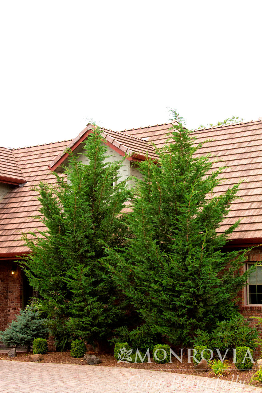 Emerald Isle Leyland Cypress - Thumbnail 3