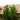 Emerald Isle® Leyland Cypress - Monrovia