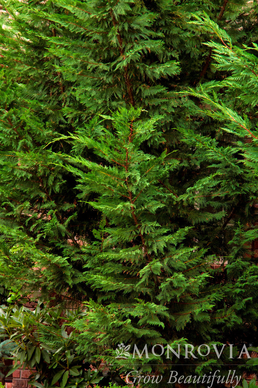 Emerald Isle Leyland Cypress