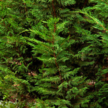 Emerald Isle® Leyland Cypress - Monrovia