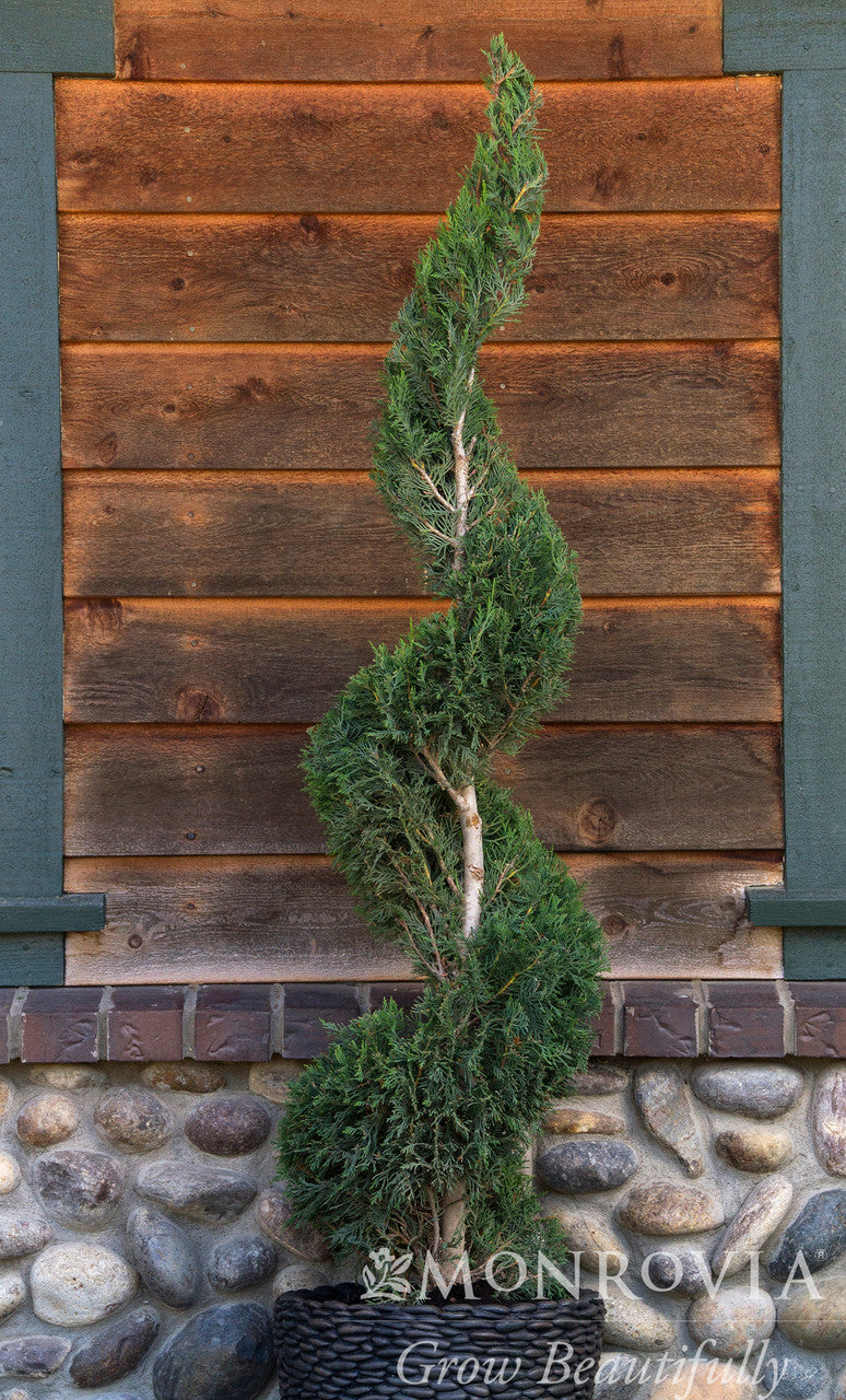 Emerald Isle Leyland Cypress - Thumbnail 2