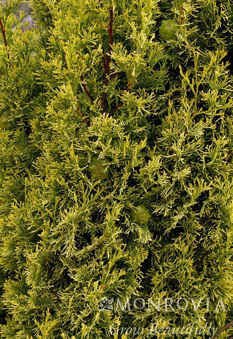 Swane's Golden Italian Cypress - Thumbnail 3