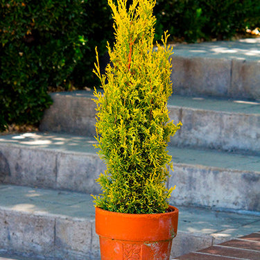 Swane's Golden Italian Cypress - Monrovia