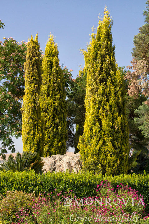 Swane's Golden Italian Cypress - Monrovia